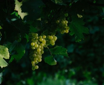 5540x450 vareitals dm