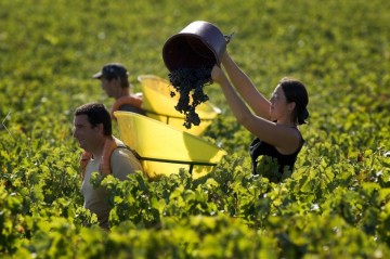 Haut bages liberal 6